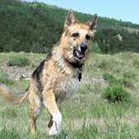 Tripawds (@tripawds) 's Twitter Profile