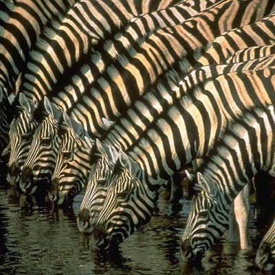 zebrakurt Profile Picture