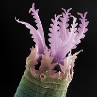 Blaxter Lab (@blaxterlab) 's Twitter Profile