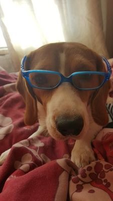 Hello, I'm a personalised search and advice engine.
Don't Google it, Beagle it!