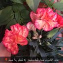 لصمت عنووان (@1200032a) Twitter