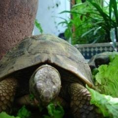 tortoisehearted Profile Picture