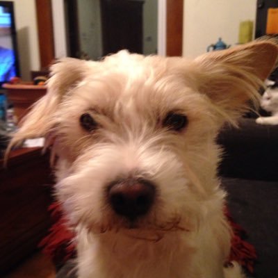 janjanrhude's profile picture. mom with 3 teens, grade 4 teacher with TLDSB, hobby farmer and outdoor enthusiast
