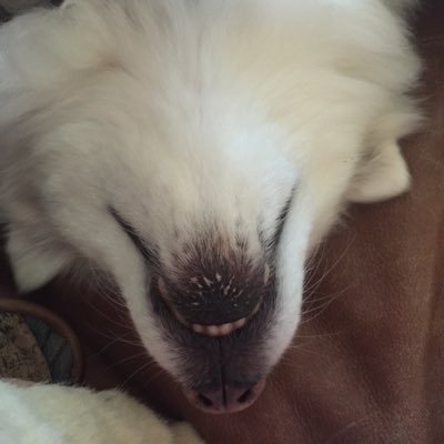 Reillygator's profile picture. UF Gators, TB Rays, Bucs, Bolts, & Dallas Mavericks. Love TX BBQ, music, especially Depeche, DD, The Cure, The Smiths, Pixies, etc. Amateur baker & gardener.