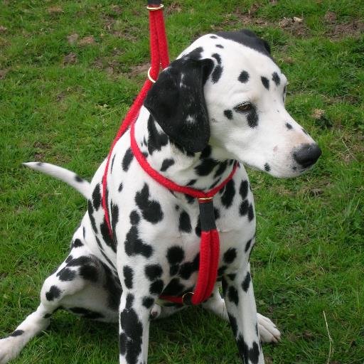 The Loftus Dog Harness – alternative to a collar