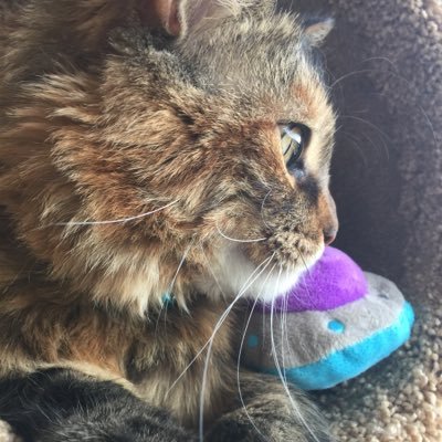 Kona_Coon's profile picture. I'm a Mainecoon&my name is Kona, I'm living in the great PNW. I'm a lover of string&cat nip. Also, a great adventurer&hunter of house mouses.
