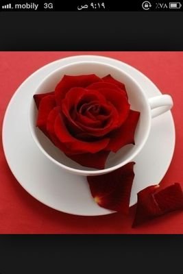 thank3732's profile picture. ‏سبحان الله وبحمده 

سبحان الله العظيم