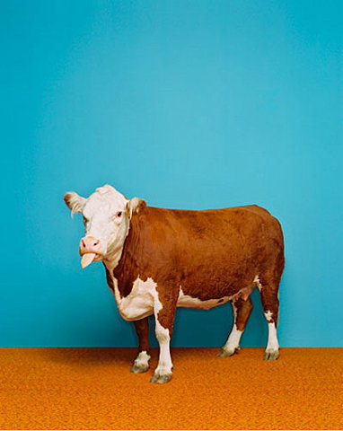 reaganr's profile picture. it was a ray gun and it was 1981