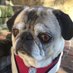 Muriel The Pug (@muriel_the_pug) Twitter profile photo Muriel The Pug (@muriel_the_pug) Twitter profile photo