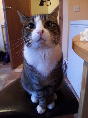 SandraDean1's profile picture. Love Scotland and will never understand those who don't want Scotland to be independent. Also love my partner and family, my dog Indie and enjoy bowling.