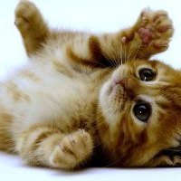 piyo_ti22's profile picture. 
