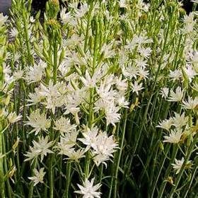 greendreamslndn's profile picture. Twenty years of horticultural experience.
Covering all aspects of gardening, plant expert.
Feel free to contact me for complimentary advice.