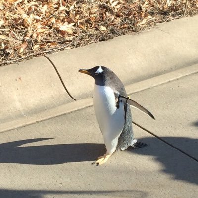 KJDineff's profile picture. 