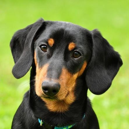 Absoluter Hundenarr - Ein Hund bleibt dir im Sturme treu, ein Mensch nicht mal im Winde.