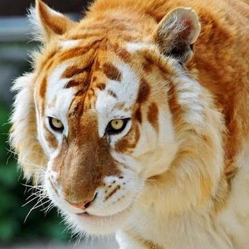 Josuedaquintero's profile picture. 