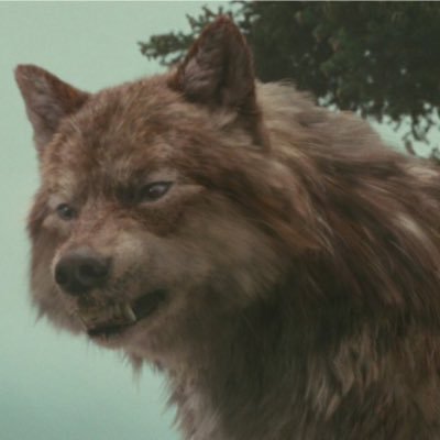 queen of wolves reginas pet not new to rp have been doing it for 5 years join me if you want