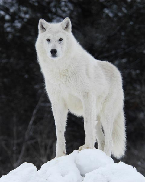 The Wolf   Arctic_wolf_by_Arctic_Wolf_Alpine