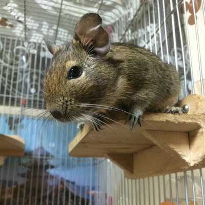 sffirq's profile picture. デグー二匹とモルモット一匹とカメ一匹