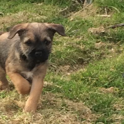 poppyhaplesspup Profile Picture