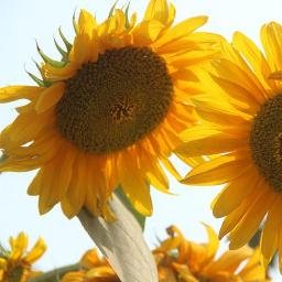 RonyKumarSarke2's profile picture. 