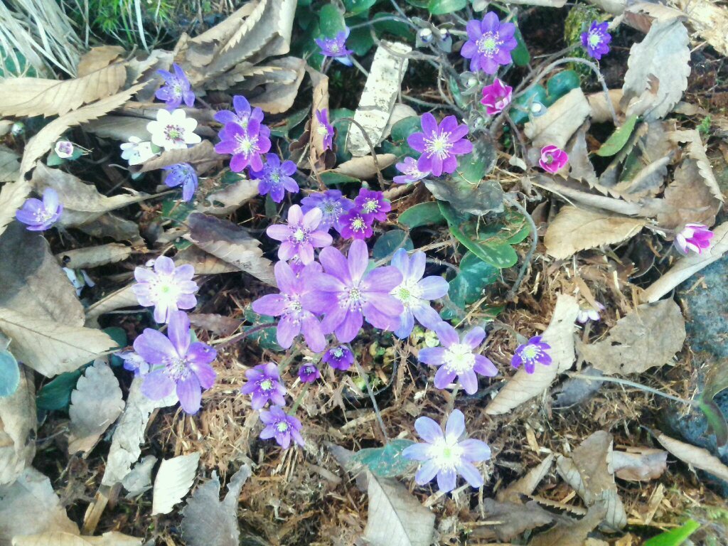 wata4581's profile picture. ポケカプレイヤー初心者　子供と修行中　
オリパ開封でコレクション集め
ちいかわファン