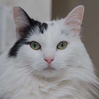 mad_lisa's profile picture. Cats and coffee. She/Her.