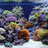 aquariumhobby's profile image