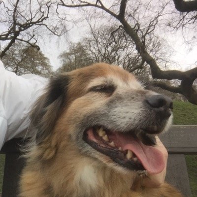 RoyLongpeck's profile picture. i like dogs, djing and trainers... probably in that order