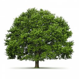 GodaVremena's profile picture. Ландшафтный дизайн, озеленение и уход за участком.