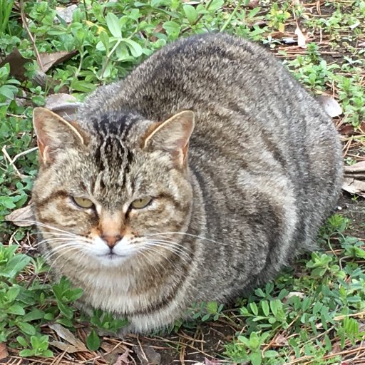 あちこち知らない町を訪ねるのが大好き。今日はどこまで行ったやら。時折、野毛に出没