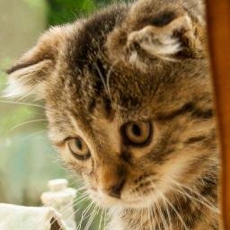 G_gevaarlijk's profile picture. Eindbaas toetsenbordlopen