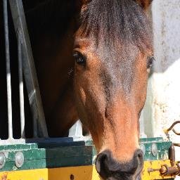 Pasión por los caballos