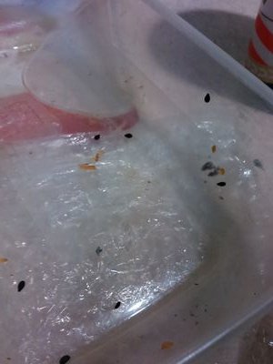 SzanujMnie's profile picture. 