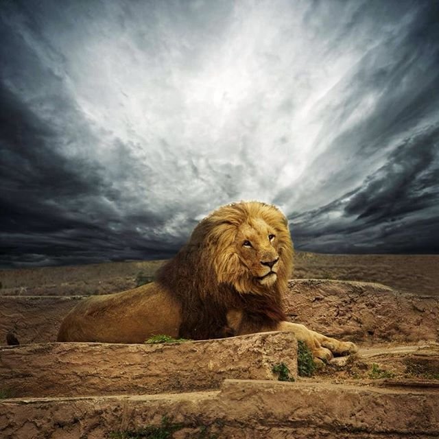 Neoxcl's profile picture. 