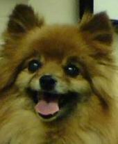 Pommymom's profile picture. My furkids are Luxie, Simone and Maximus