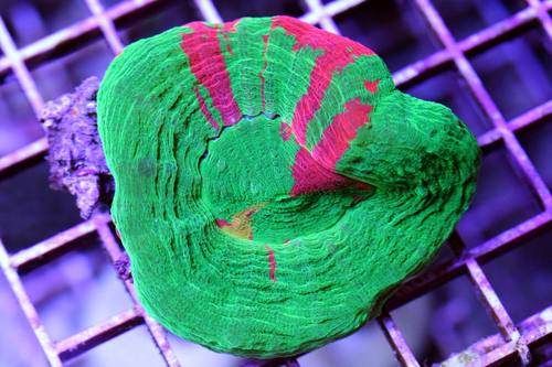 planetreef's profile picture. delivering the planets finest marine life