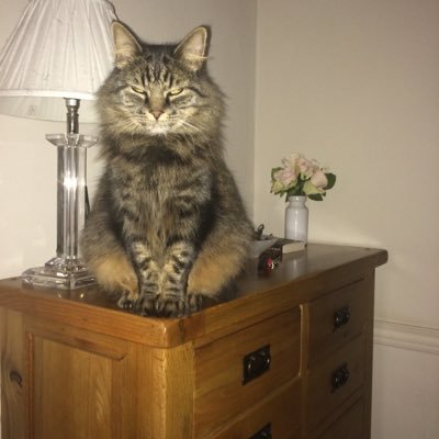 sparklestar33's profile picture. 