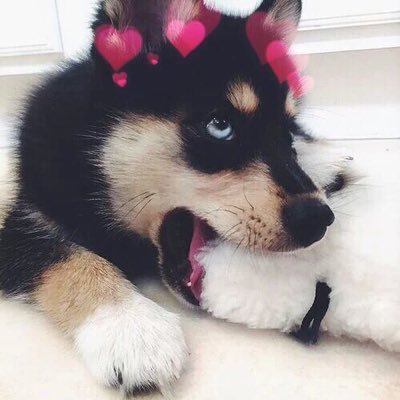 dogs with hearts (@dogswhearts) | Twitter
