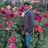 ermrneerajkuma1's profile image