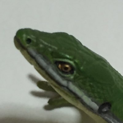 爬虫類のmusitoriさんのプロフィール画像