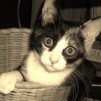 wanshan0508 (@wanshan0508) 's Twitter Profile