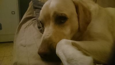 Lauri_Chi_R's profile picture. 