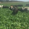 DeansMarshDairy's profile picture. Agribusiness professional. Deans Marsh. Westpac Agribusiness. Dairy,Beef,Sheep. Living on the Land.