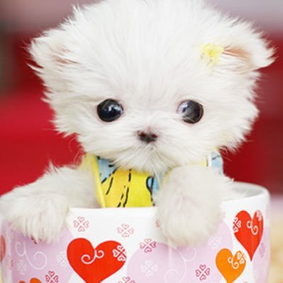 puppycakecookie's profile picture. I'm cool like puppies and kittens I LOVE ever after high and shopkins finally I'm all about bling