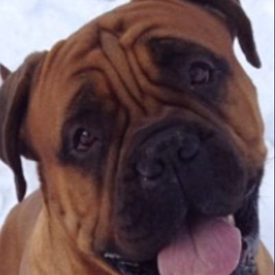 HoundsHuxley's profile picture. Huxley's Hounds offers pet care solutions for all of your furry friends large & small. Dog walking, pet sitting, feeding, puppy/kitten playtime etc...