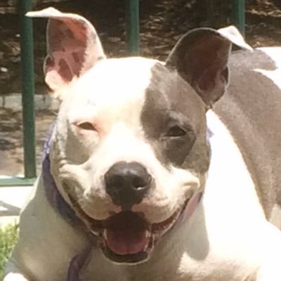 Rangel_Alvaro's profile picture.