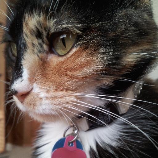 MyRenegadeMuse's profile picture. Designer | Artist | Filmmaker | Dreamer