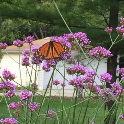 JOrihill's profile picture. Creative thinker, content pro & digital brand marketer for big brands like Oprah, Discover and Cars. Opinions are my own.