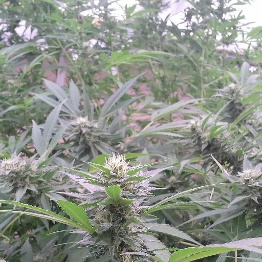 Ancient_Herbs's profile picture. Organic Health Care Remedies