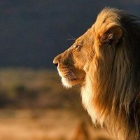 Lionchik (@tigrlion) 's Twitter Profile